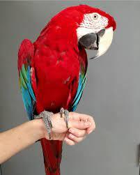   Greenwingged macaw Parrots For Sale