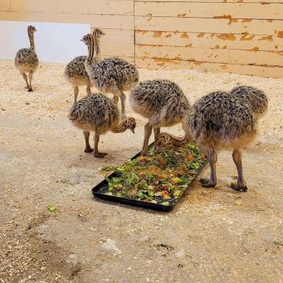  Ostrich chicks And eggs for sale