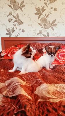  ...Papillon Puppies for sale ...  