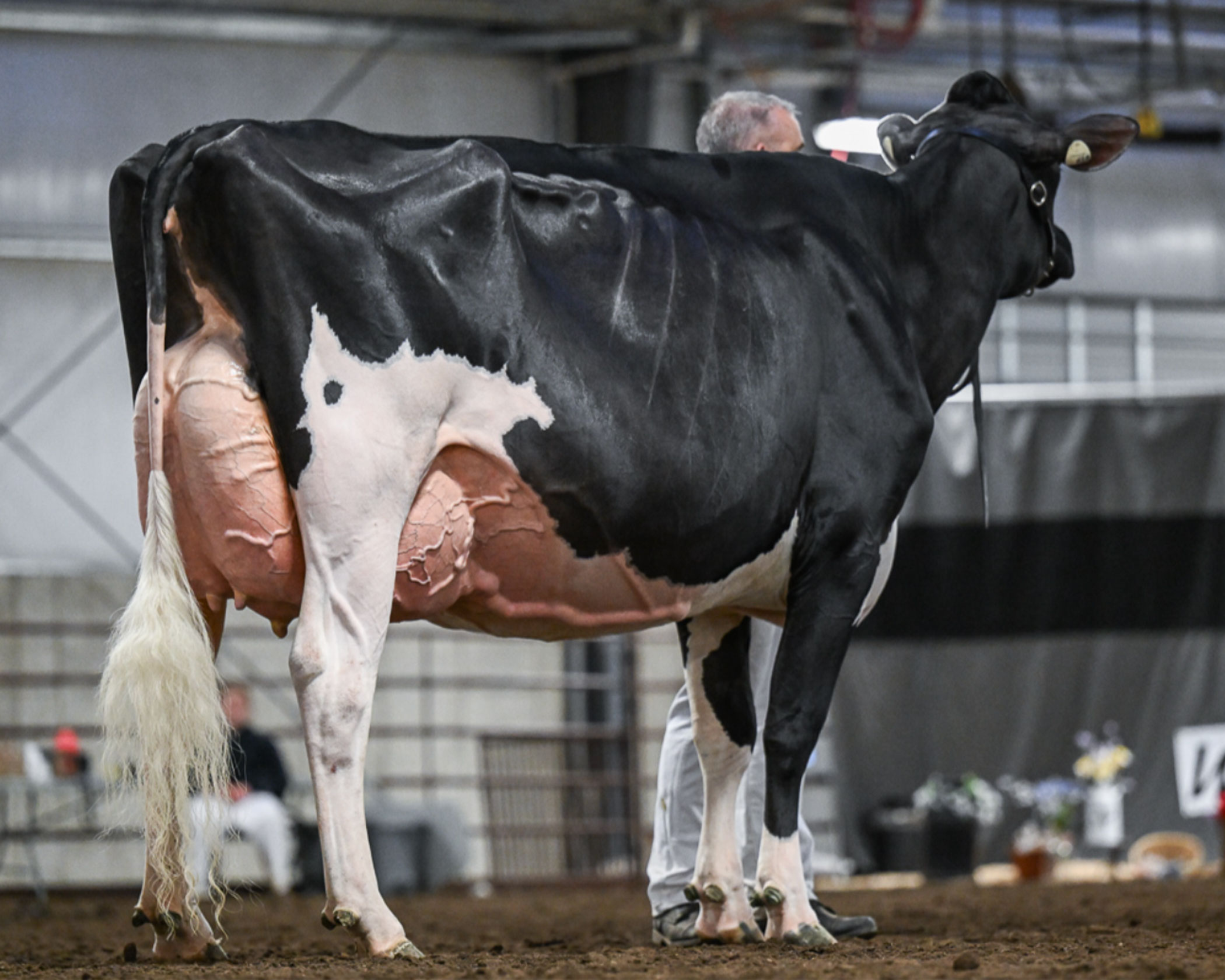   Cows for sale  - Kuwait Region Livestock