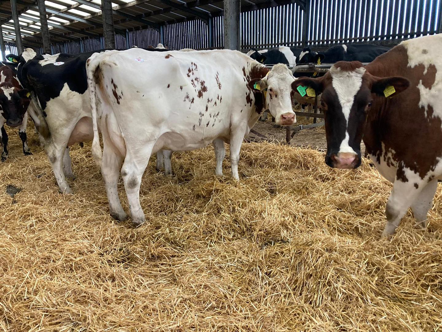   Cows for sale  - Kuwait Region Livestock