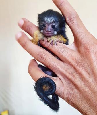   Golden Handed tamarins monkeys For sale 🐒🤗