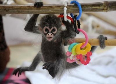  Spider Monkeys Available