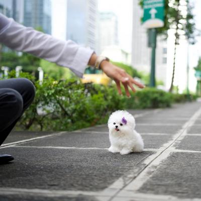  Toy Bichon Frise Puppies for sale 