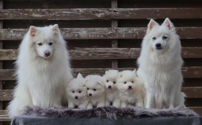   Japanese Spitz puppies