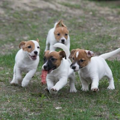  Male and Female Jack Russell Terrier Puppies