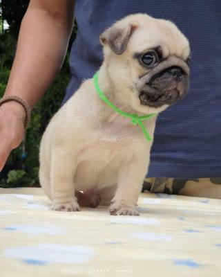   Pug Puppies For Sale