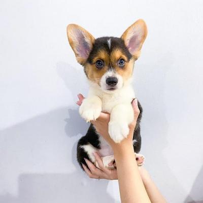   Welsh Corgi Puppies for sale 