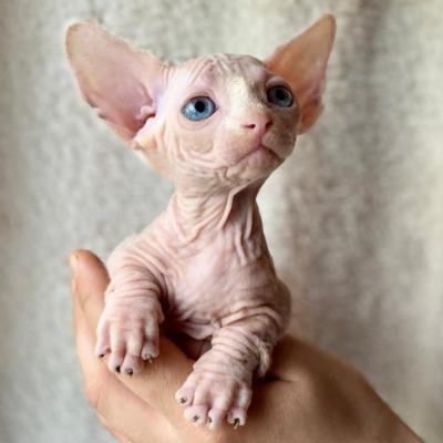  Sphynx Kittens for sale 