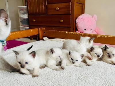  Siamese Kittens Ready