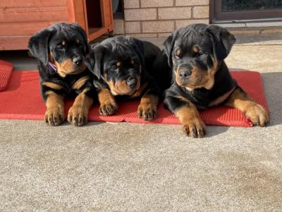   Rottweiler Puppies Available for sale 