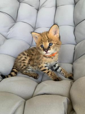   Serval Kittens for adoption