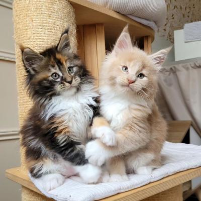   Maine Coon Kittens for sale 