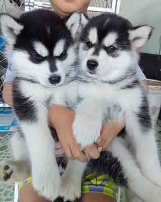   Siberian husky puppies available for Sale 