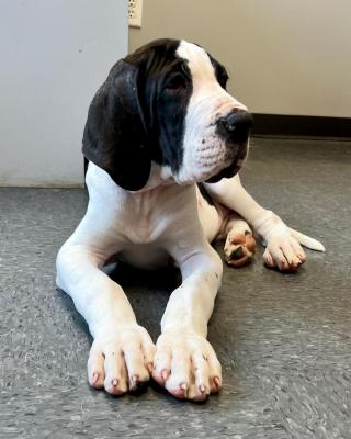  Great Dane Puppies for Adoption