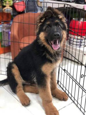  German Shepherd Puppies for sale 