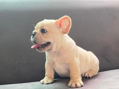    French Bulldog Puppies for sale 