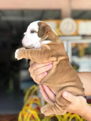  English Bulldog Puppies for Sale 