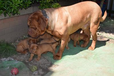   Dogue De Bordeaux Puppies for sale ( French Mastiff )