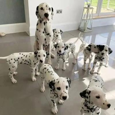  dalmatian puppies now ready for a new home