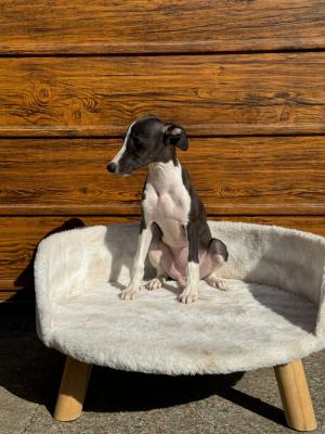 Whippet puppies - Vienna Dogs, Puppies