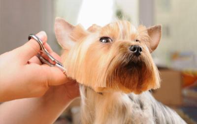 Professional Pet Grooming Services in Bangalore 