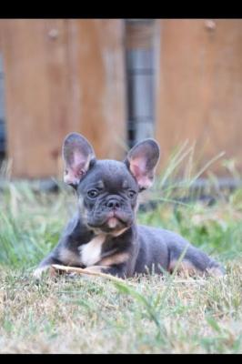 French bulldog - Vienna Dogs, Puppies