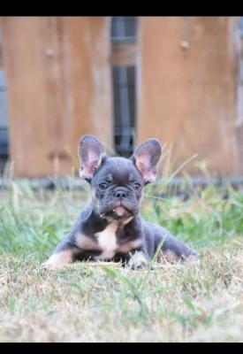 French bulldog - Vienna Dogs, Puppies