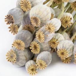 buy dried poppy pods online