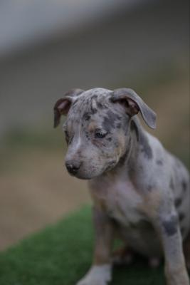 American Pitbull Terrier - Vienna Dogs, Puppies