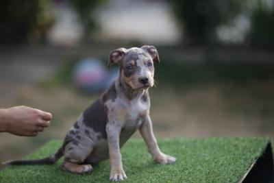 American Pitbull Terrier - Vienna Dogs, Puppies