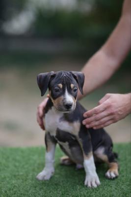 American Pitbull Terrier - Vienna Dogs, Puppies