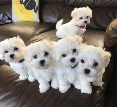 Maltese puppies - Hamburg Livestock