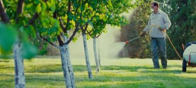 Shrub and Tree Pest Control Services Everett