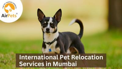 International Pet Relocation Services in Mumbai