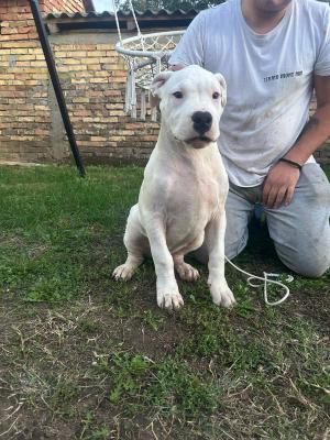 Dogo Argentino puppies - Vienna Dogs, Puppies