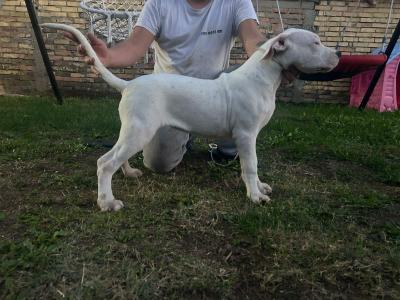 Dogo Argentino puppies - Vienna Dogs, Puppies