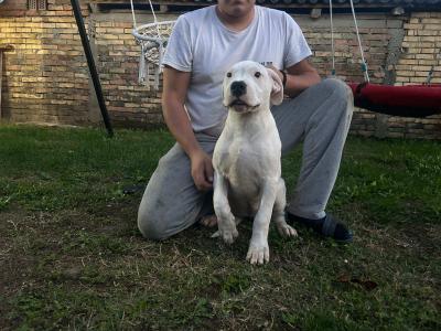 Dogo Argentino puppies - Vienna Dogs, Puppies