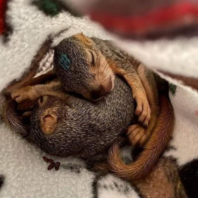 Adopt A Pet - Squirrel - Jacksonville Other