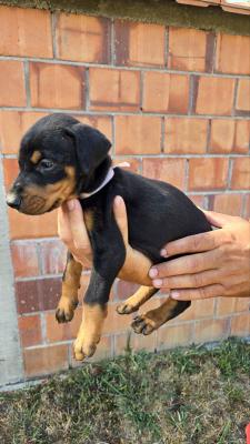 DOBERMAN PUPPIES - Vienna Dogs, Puppies