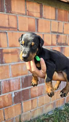 DOBERMAN PUPPIES - Vienna Dogs, Puppies