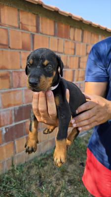 DOBERMAN PUPPIES - Vienna Dogs, Puppies