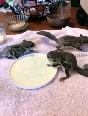  baby squirrels adoption near me