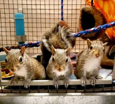 Squirrels | Animal Rescue - Philadelphia Animal, Pet Services