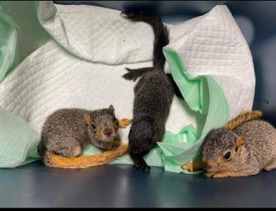 Squirrels | Animal Rescue