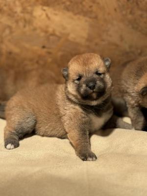 Shiba Inu puppies - Vienna Dogs, Puppies