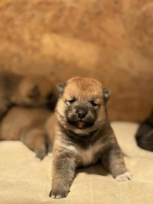 Shiba Inu puppies - Vienna Dogs, Puppies