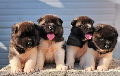 Amerikanischer Akita, TOP Welpen - Vienna Dogs, Puppies