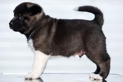 Amerikanischer Akita, TOP Welpen - Vienna Dogs, Puppies