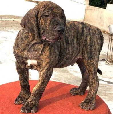 Presa Canario Puppies for Sale in Nagpur